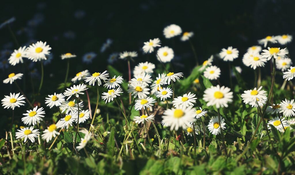 Chamomile Plant of Medicinal Herb Garden