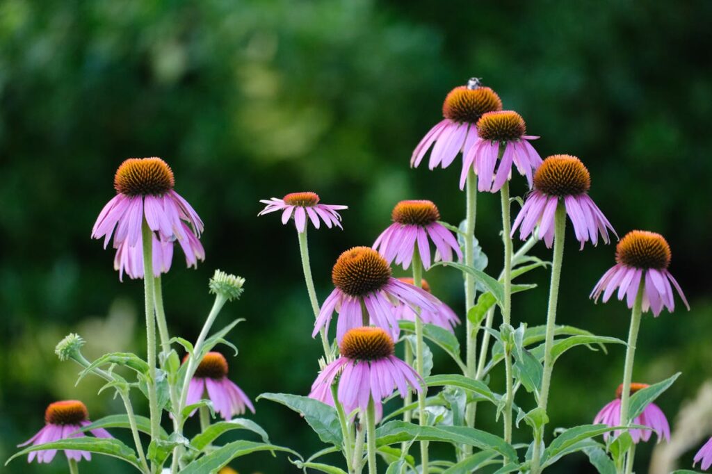 Echinacea Plants 