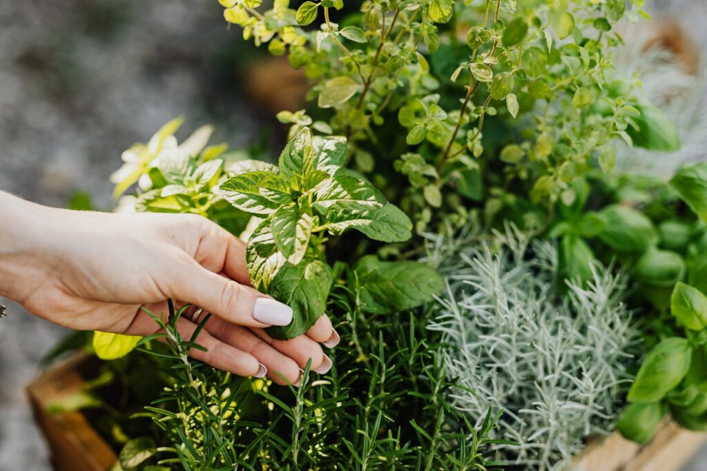 Chamomile of Medicinal Herb Garden