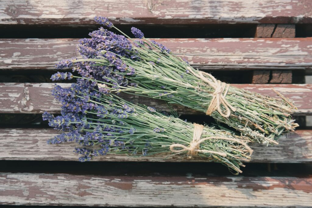 Lavender Plants of Medicinal Herb Garden