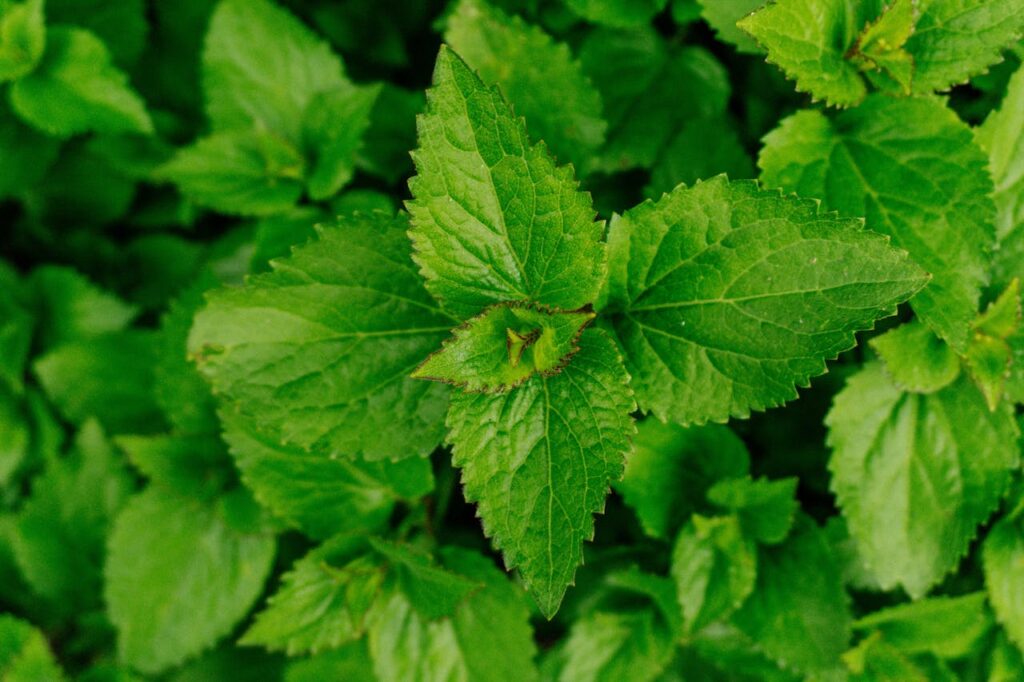 Peppermint Plant of Medicinal Herb Garden