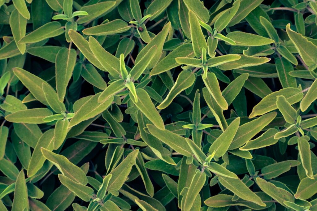 Sage Plant Leaves 