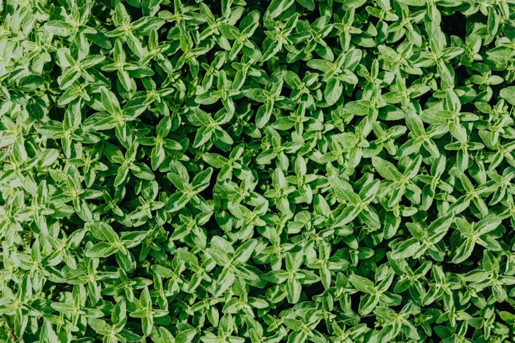 Thyme Leaves of Medicinal Herb Garden