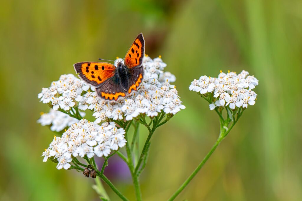 Yarrow plant of Medicinal Herb Garden